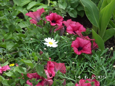 PICT0052